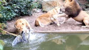 Lion catching bird - Artis Zoo in Amsterdam