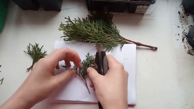 ЧЕРЕНКУЕМ ТУЮ СМАРАГД ПРАВИЛЬНО! смотреть онлайн