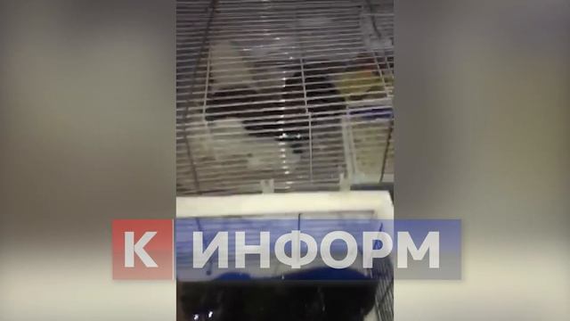 Живодер выбросил в лесу под Сургутом 28 кошек.