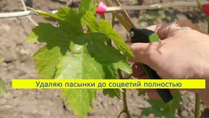 Работы на винограднике в данный период. 20 мая 2023 год