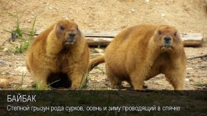 Байбак. Толковый Видеословарь русского языка