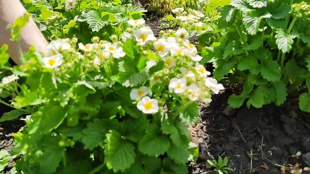 Где родился там и пригодился! смотреть онлайн