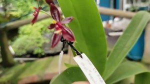 Phalaenopsis cornu-cervi var Red