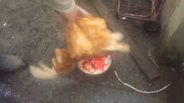 КАК ЗАРУБАТЬ КУРИЦУ В ДОМАШНИХ УСЛОВИЯХ
