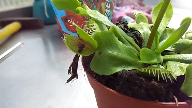 Как я кормила дионею 1часть. смотреть онлайн