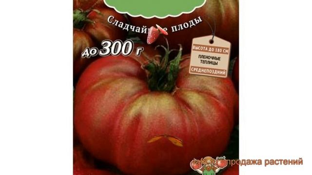 Томат обыкновенный Бизон черный (bizon chernyy) ? обзор: как сажать, семена томата Бизон черный смотреть онлайн