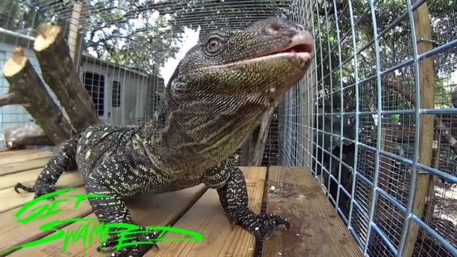 Watch in 720P HD Full Screen!! Gorgeous George VS. Piece O' Pork! Who will win? Croc monitor feed смотреть онлайн