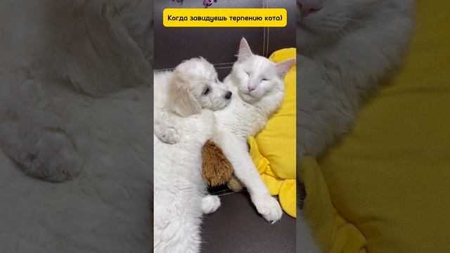 Завидую терпению кота #терпение #кот #щенок #собака #белыйкот #друзья #настоящиедрузья #бишон_бонни