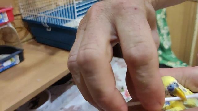 КАК ОБРЕЗАТЬ КЛЮВ И НОГТИ У ПОПУГАЕВ