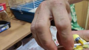 КАК ОБРЕЗАТЬ КЛЮВ И НОГТИ У ПОПУГАЕВ