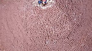 Вулкан из спичек цепная реакция