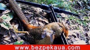 Самострелы / crossbows