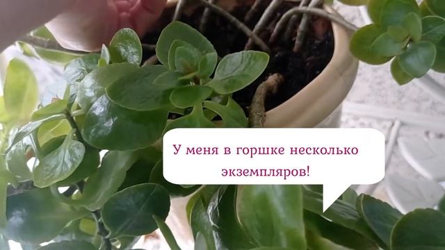 #чтобы_каланхоэ_цвел#каланхоэ#суккуленты_цветение Каланхоэ будет цвести как бешеный!!!