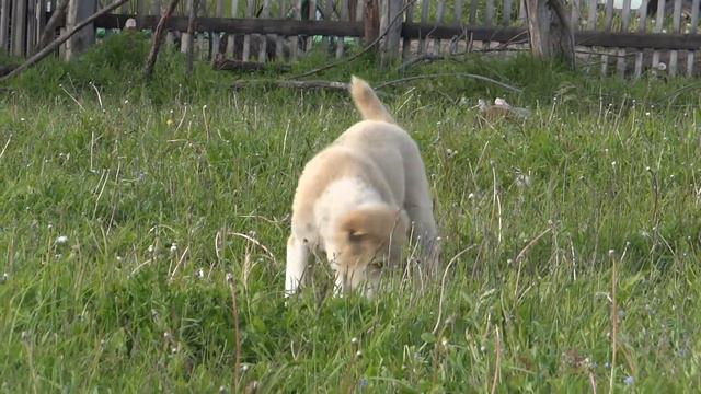 Туркменский Алабай АЧАК АСЫ Гуль-ну очень ругачая девочка0))) смотреть онлайн