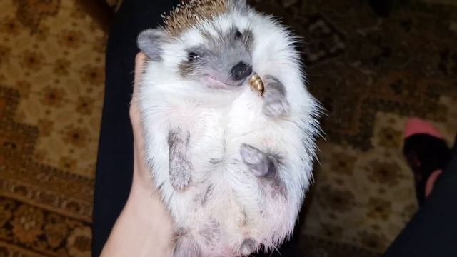 Ежик ест червячков смотреть онлайн