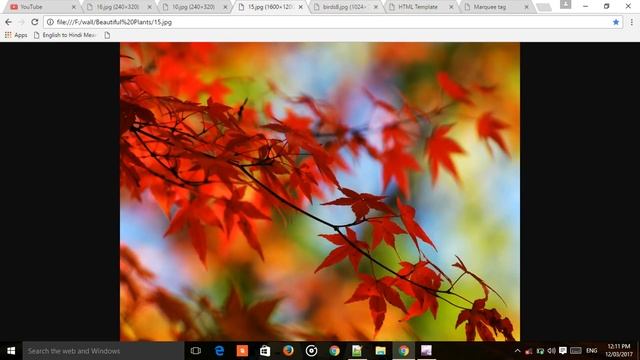 Scrolling images and text in HTML [ Marquee tag in HTML ]