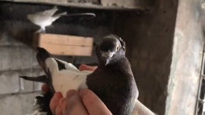 Таджикские голуби Алихона Латифи и Ко