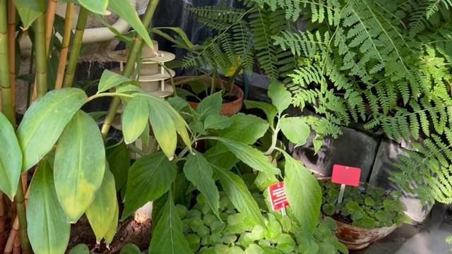 Прогулка по оранжереям БОТАНИЧЕСКОГО САДА города Хельсинки (Финляндия) смотреть онлайн