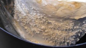 Как вырастить грибы Шимеджи  в домашних условиях