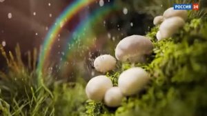 Рекламный блок (Россия-24 21.04.2021)