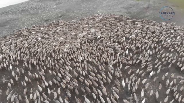 Заготовка оленины смотреть онлайн