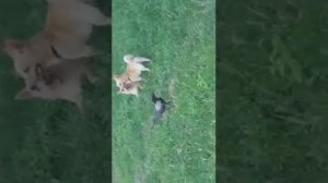 Ворона подглядывает за спариванием собак