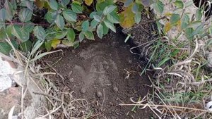 Полевой коп с QUEST X5 металл попер)