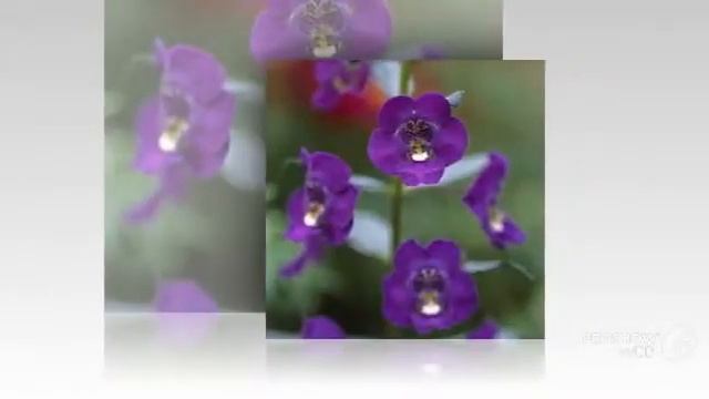 Angelonia - garden plants смотреть онлайн