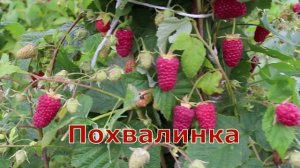 Малина Прималба, Делнива, Похвалинка, Карамелька