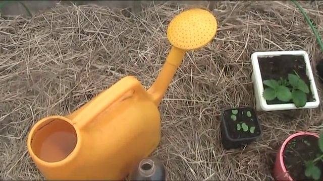 Подкормка рассады капусты после всходов // Секреты хороших урожаев.