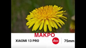 XIAOMI 13 PRO / На что способен телевик? / МАКРО фото и видео