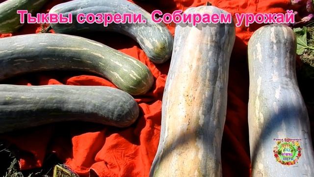 Тыквы созрели. Собираем урожай смотреть онлайн