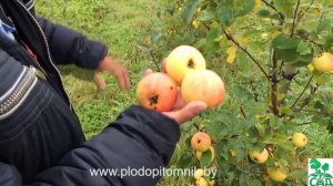 Яблоня сорт Банановое