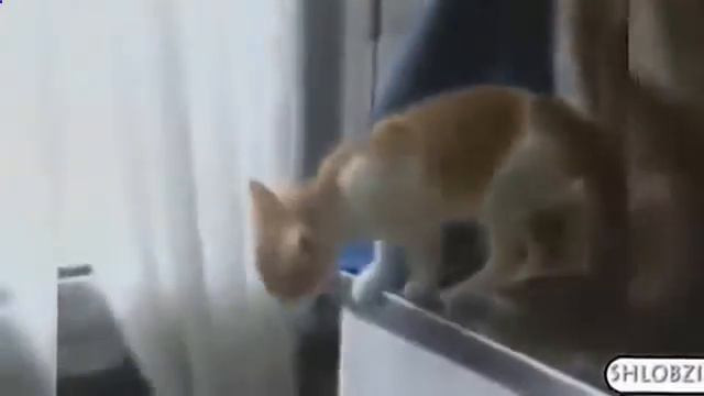 СМЕШНЫЕ КОШКИ Подборка самых смешных видео про кошек и котов Смешные приколы с кошками1