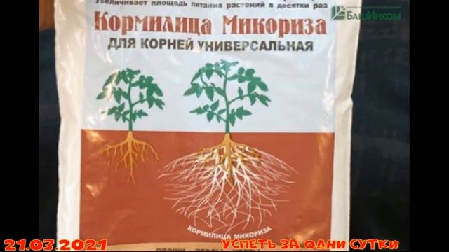21.03.2021 Саженцы самшита?:  как развиваются,  уход.  Кормилица Микориза(не реклама).  Эксперимент