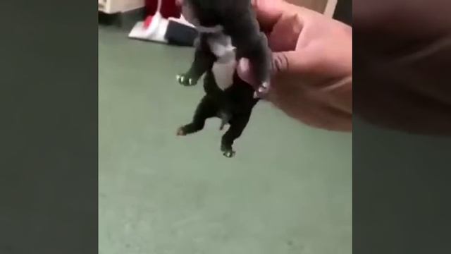 PITBULL BABY