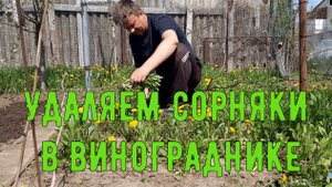 УДАЛЕНИЕ СОРНЯКОВ В ВИНОГРАДНИКЕ