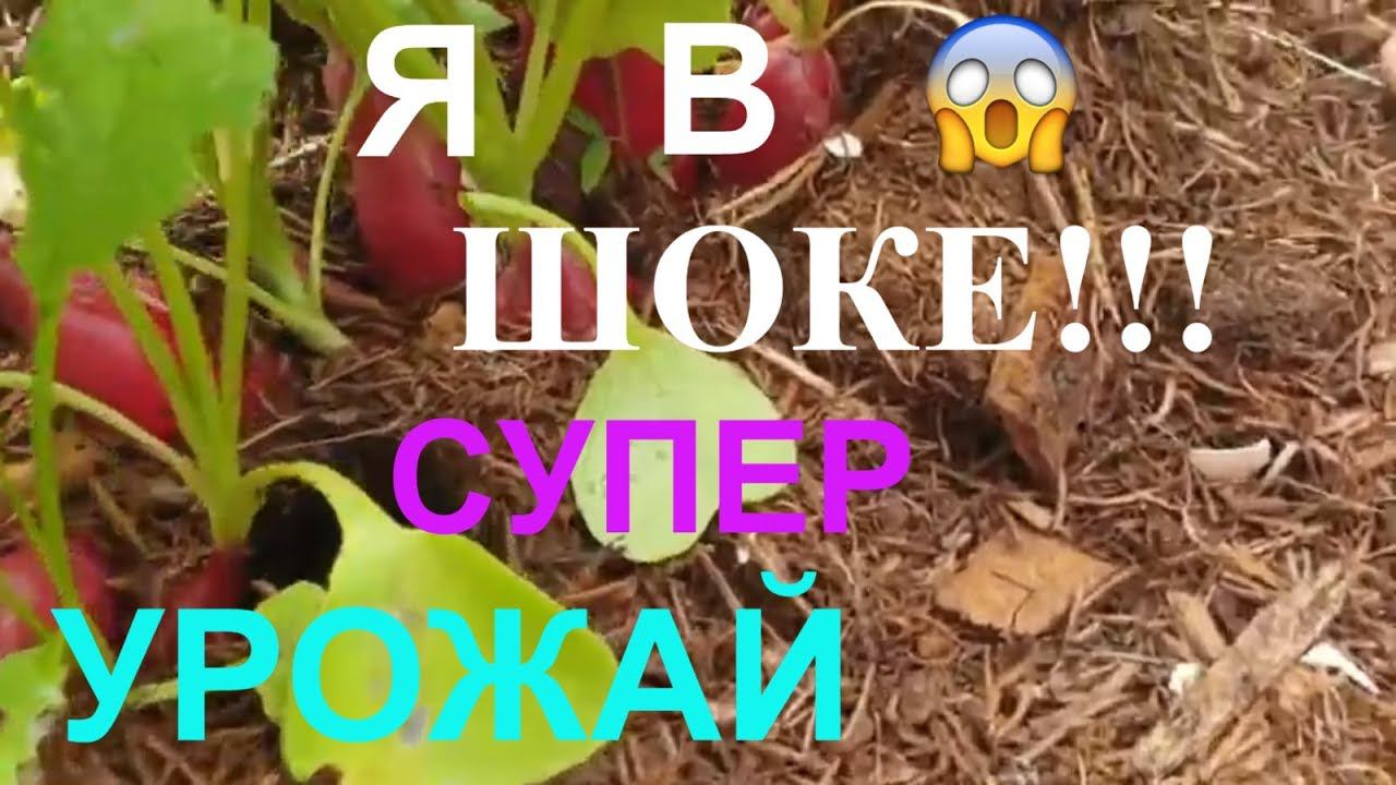 ТАКОГО УРОЖАЯ Я НЕ ОЖИДАЛА/ГОТОВЛЮ ЧЕСНОЧНЫЕ СТРЕЛКИ