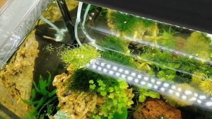 Водоросли в аквариуме, как бороться