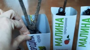 Саженцы из магазина Светофор Казань