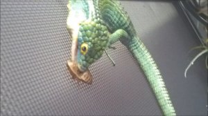 Feeding Green Dragons! (Abronia graminea)