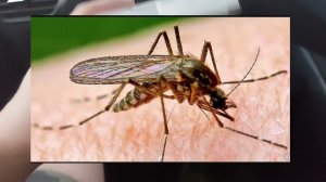 TOYOTA VOXY NOAH ESQUIRE LED лампы подсветки номера с aliexpress