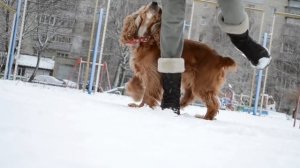 Бигль Хена против кокер спаниеля Рози ~ DOG TRICKS CHALLENGE
