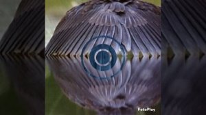 ЧЕРНАЯ ЦАПЛЯ