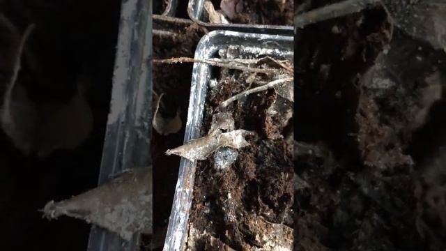 Павловния войлочная Томентоза. Раннее пробуждение черенков саженцев Павловнии смотреть онлайн