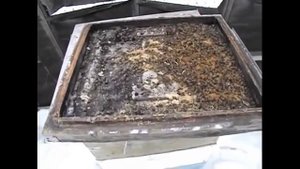 лучший вариант зимовки пчел на воле в Подмосковье