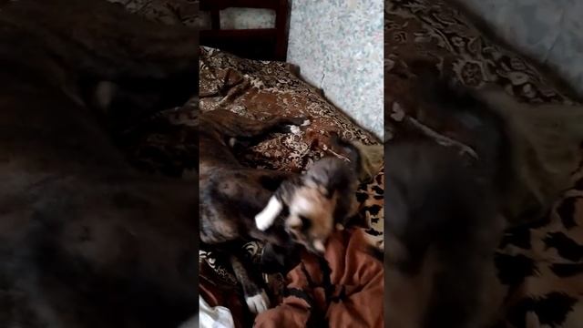 Устраняя разминка боксера и котенка мей-куна смотреть онлайн