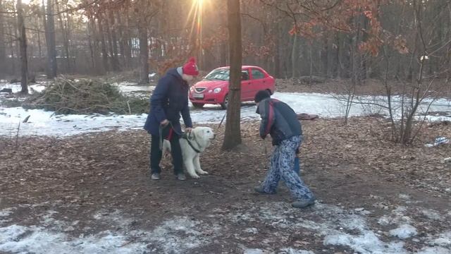 Мереммо-Амбруцкая овчарка на охране