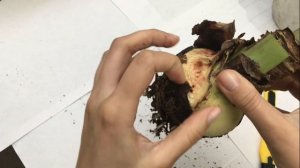 Красные пятна на Амариллисе. Как лечить КРАСНЫЙ ОЖОГ (Стагоноспороз).