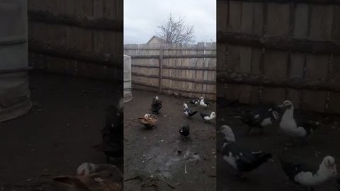 Характеристика #индоутки или мускусной #утки #деревенскаяжизнь #домашниеживотные #хозяйство